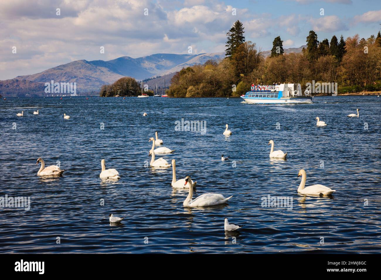 Whooper Swan swimming with Mute Swans and sightseeing tour boat on Windermere in Lake District National Park. Bowness on Wndermere Cumbria England UK Stock Photo