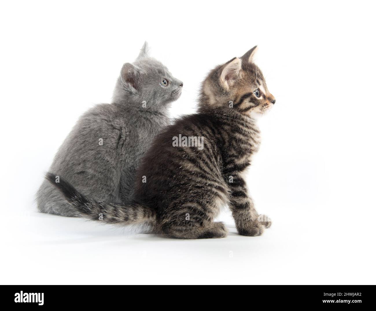 Cute baby tabby kitten isolated on white background Stock Photo - Alamy