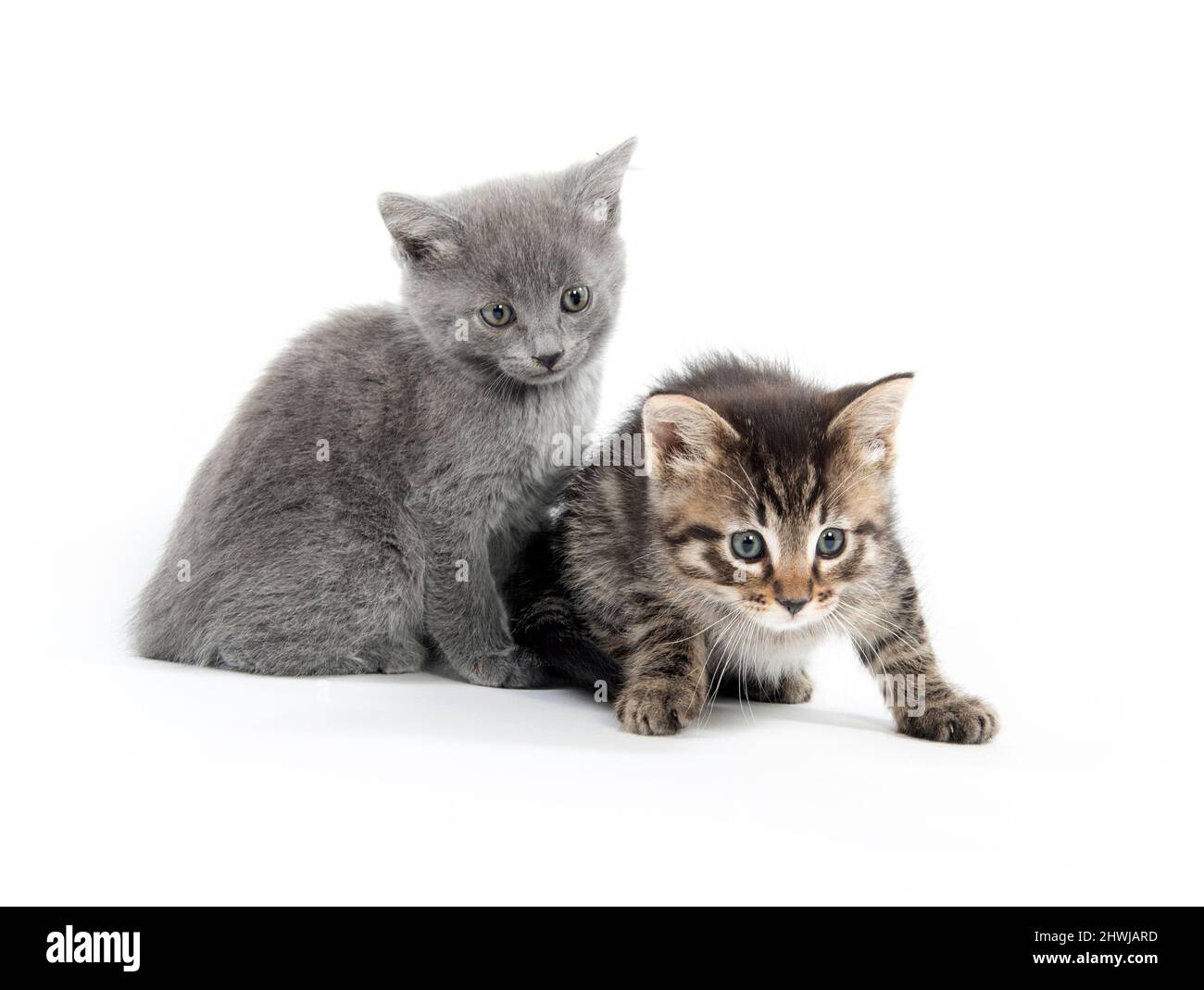 Cute baby tabby kitten isolated on white background Stock Photo - Alamy