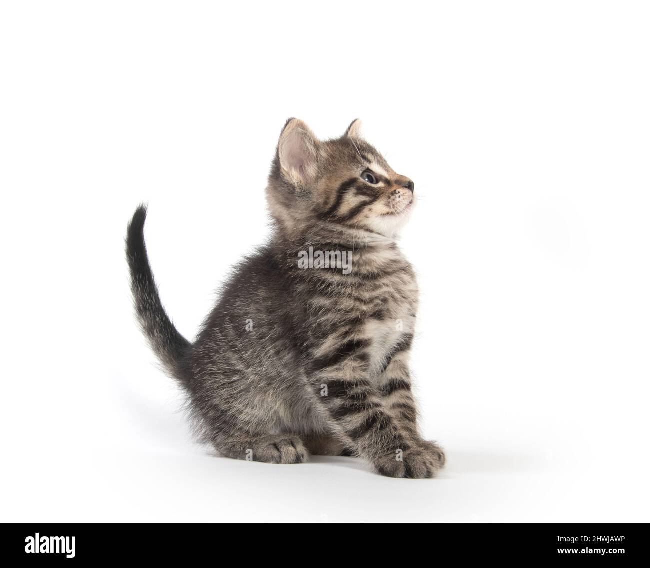 Cute baby tabby kitten isolated on white background Stock Photo - Alamy