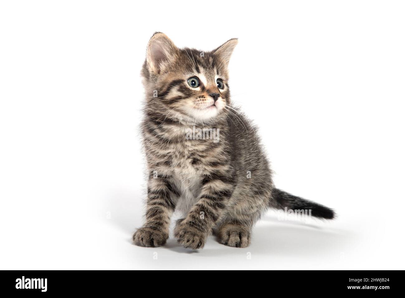 Cute baby tabby kitten isolated on white background Stock Photo - Alamy