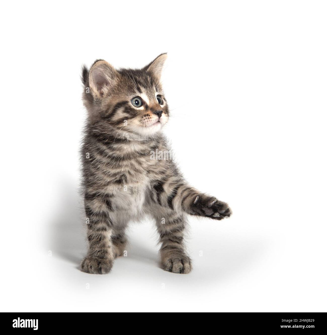Cute baby tabby kitten isolated on white background Stock Photo - Alamy