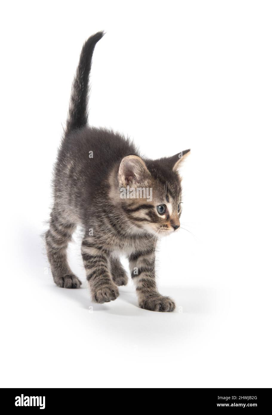 Cute baby tabby kitten isolated on white background Stock Photo - Alamy