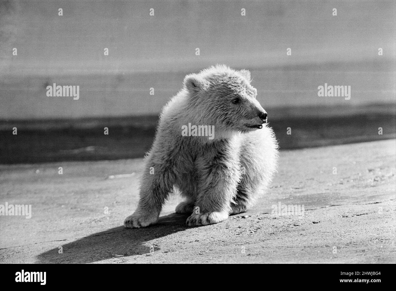 Polar bear cub at Dudley Zoo, West Midlands. 10th April 1973 Stock