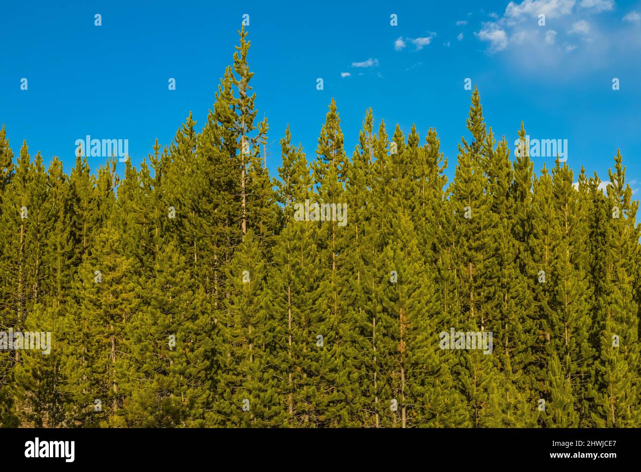 Regeneration of Lodgepole Pines, Pinus contorta, after the temporarily devastating 1988 Yellowstone National Park wildfires, Wyoming, USA Stock Photo