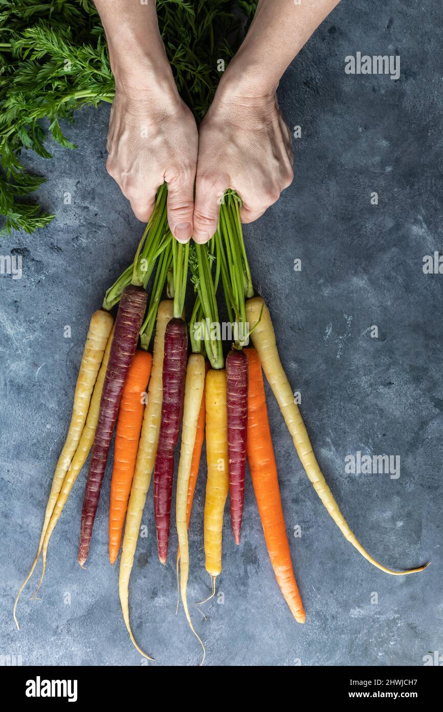 https://c8.alamy.com/comp/2HWJCH7/top-down-view-of-hands-holding-a-bushel-of-rainbow-carrots-2HWJCH7.jpg