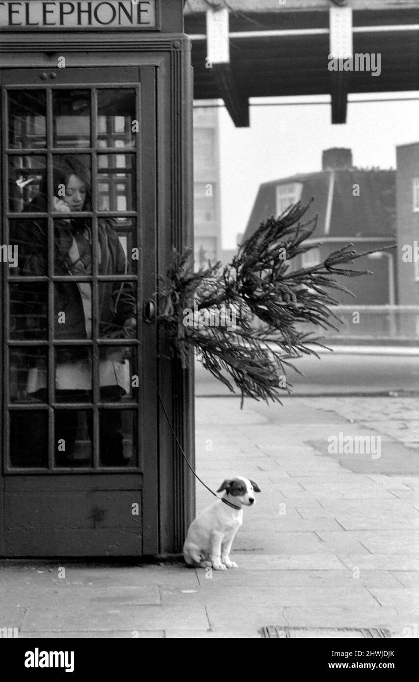 Animal, Cute: Puppy Dog outside Telephone Box. December 1972 72-11831 Stock Photo