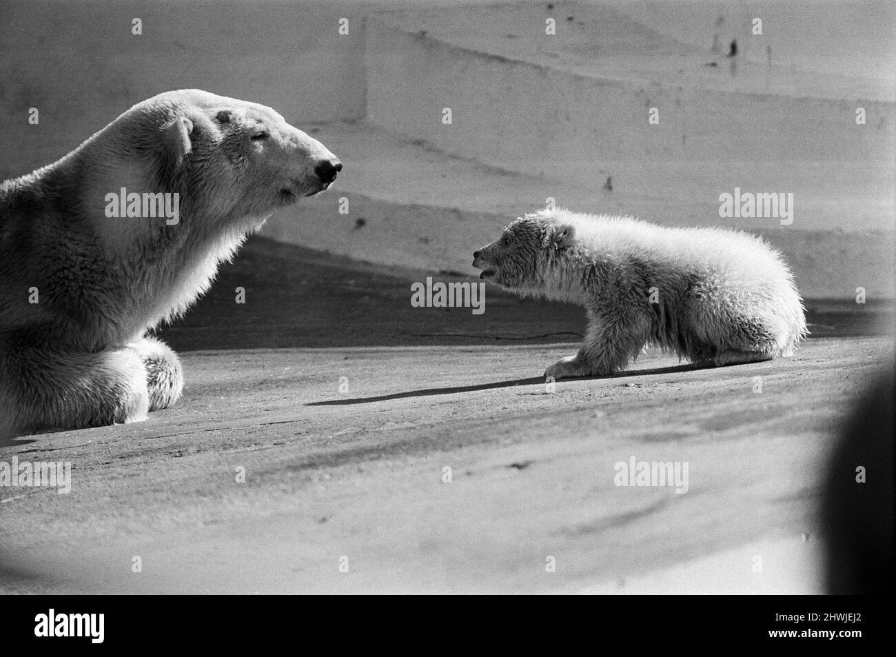 Polar bear and polar bear cub at Dudley Zoo, West Midlands. 10th April