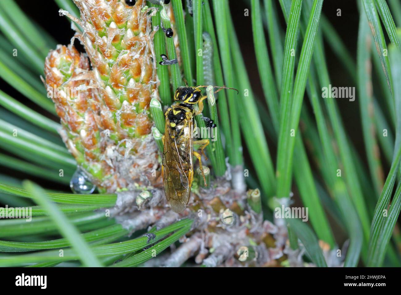 Web-spinning sawflie - Acantholyda posticalis and Diprion pini larvae the common pine sawfly - caterpillars eating needles and an adult insect. Stock Photo