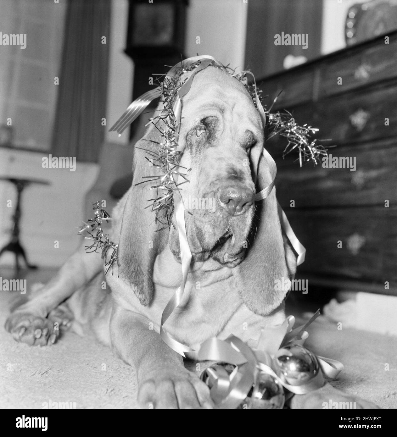 Bloodhound Dog. December 1972 72-11445-001 Stock Photo