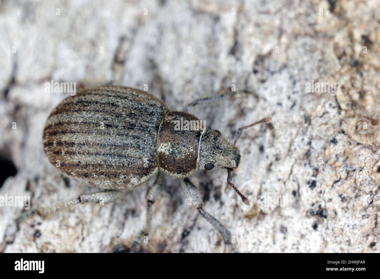 The marram weevil (Philopedon plagiatum), is a species of broad-nosed weevil in the beetle family Curculionidae. Stock Photo
