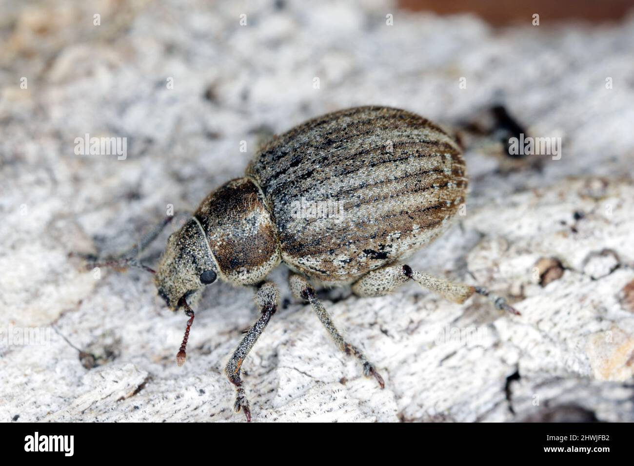 The marram weevil (Philopedon plagiatum), is a species of broad-nosed weevil in the beetle family Curculionidae. Stock Photo