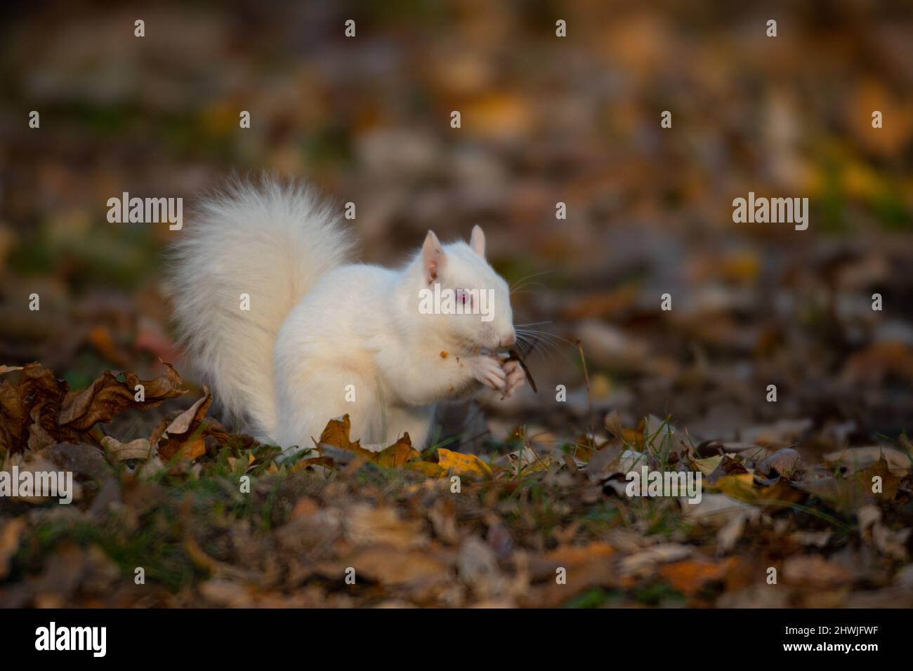 Olney Illinois Squirrels