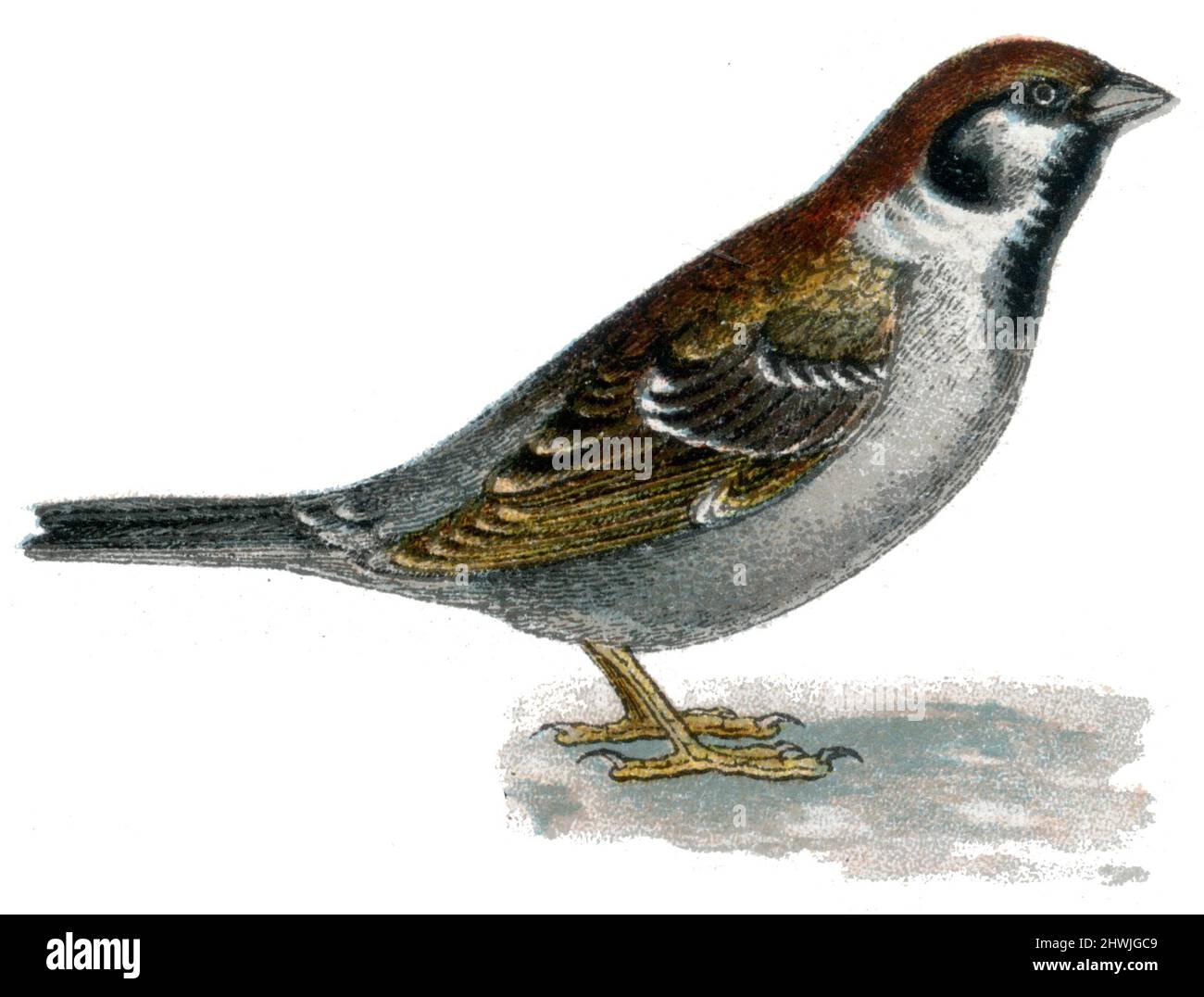 Eurasian tree sparrow Passer montanus,  (zoology book, 1913), Feldsperling Stock Photo