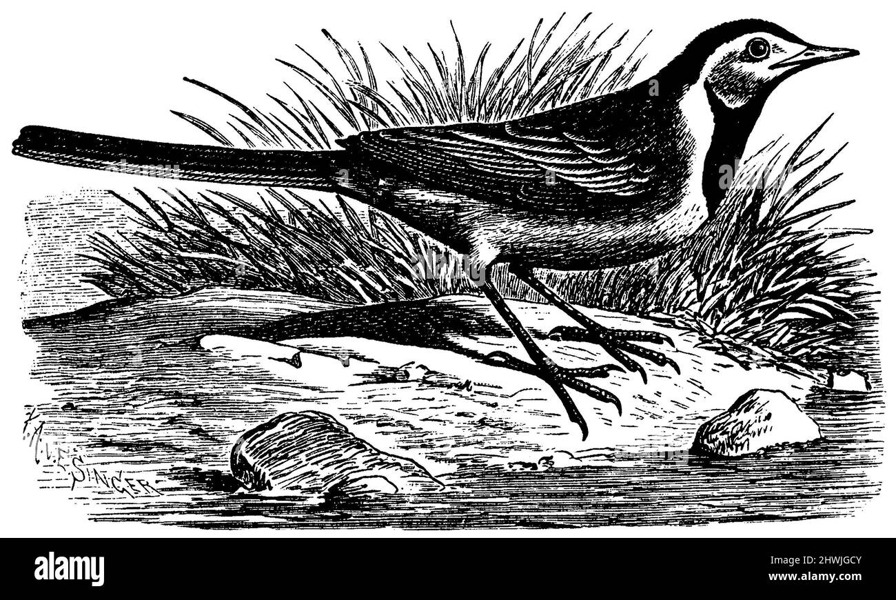 Wagtail, Motacilla alba, E. Singer (zoology book, 1894), Weiße Bachstelze, Bergeronnette Stock Photo