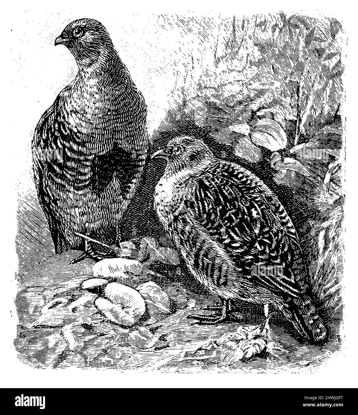 grey partridge, Perdix perdix,  (encyclopedia, 1890), Rebhuhn, Perdrix grise Stock Photo