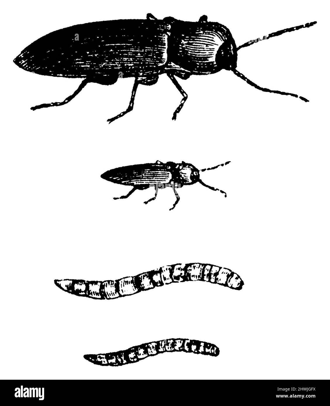 Lined Click Beetle and larva, Agriotes lineatus, (biology book, 1888
