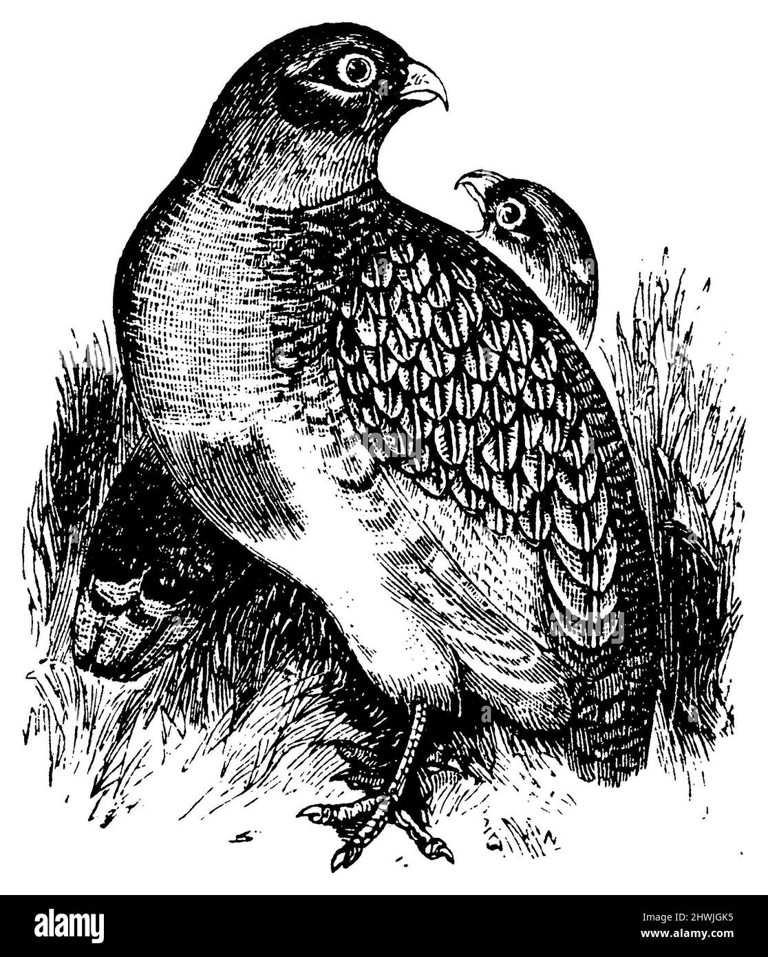 grey partridge, Perdix perdix,  (biology book, 1888), Rebhuhn, Perdrix grise Stock Photo