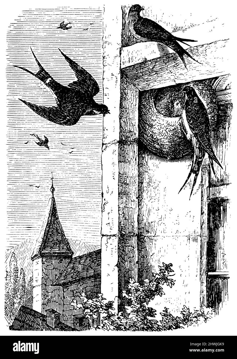 Barn swallow, at the nest, Hirundo rustica,  (biology book, ca. 1900), Rauchschwalbe, am Nest, Hirondelle rustique, au nid Stock Photo