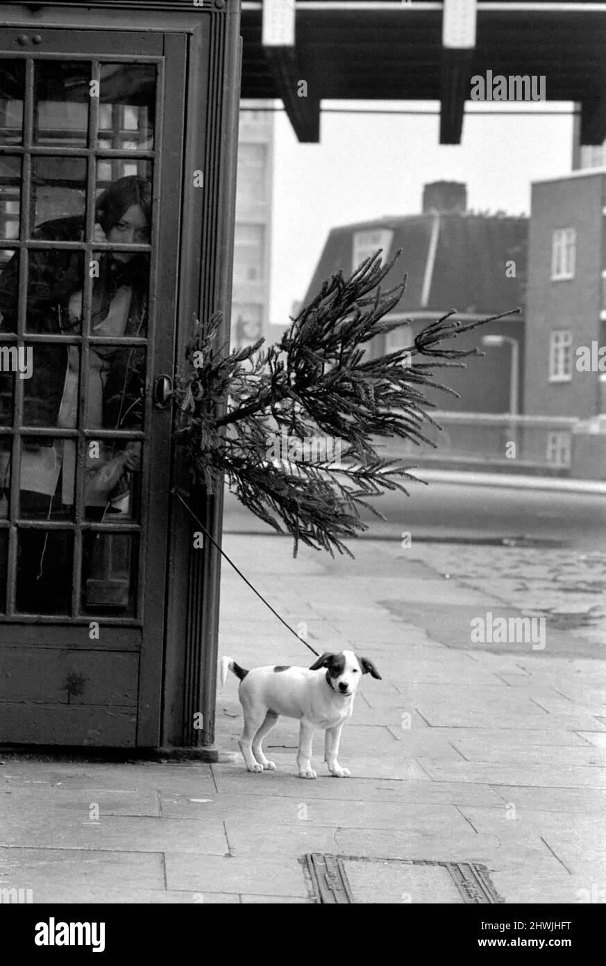Animal, Cute: Puppy Dog outside Telephone Box. December 1972 72-11831-003 Stock Photo