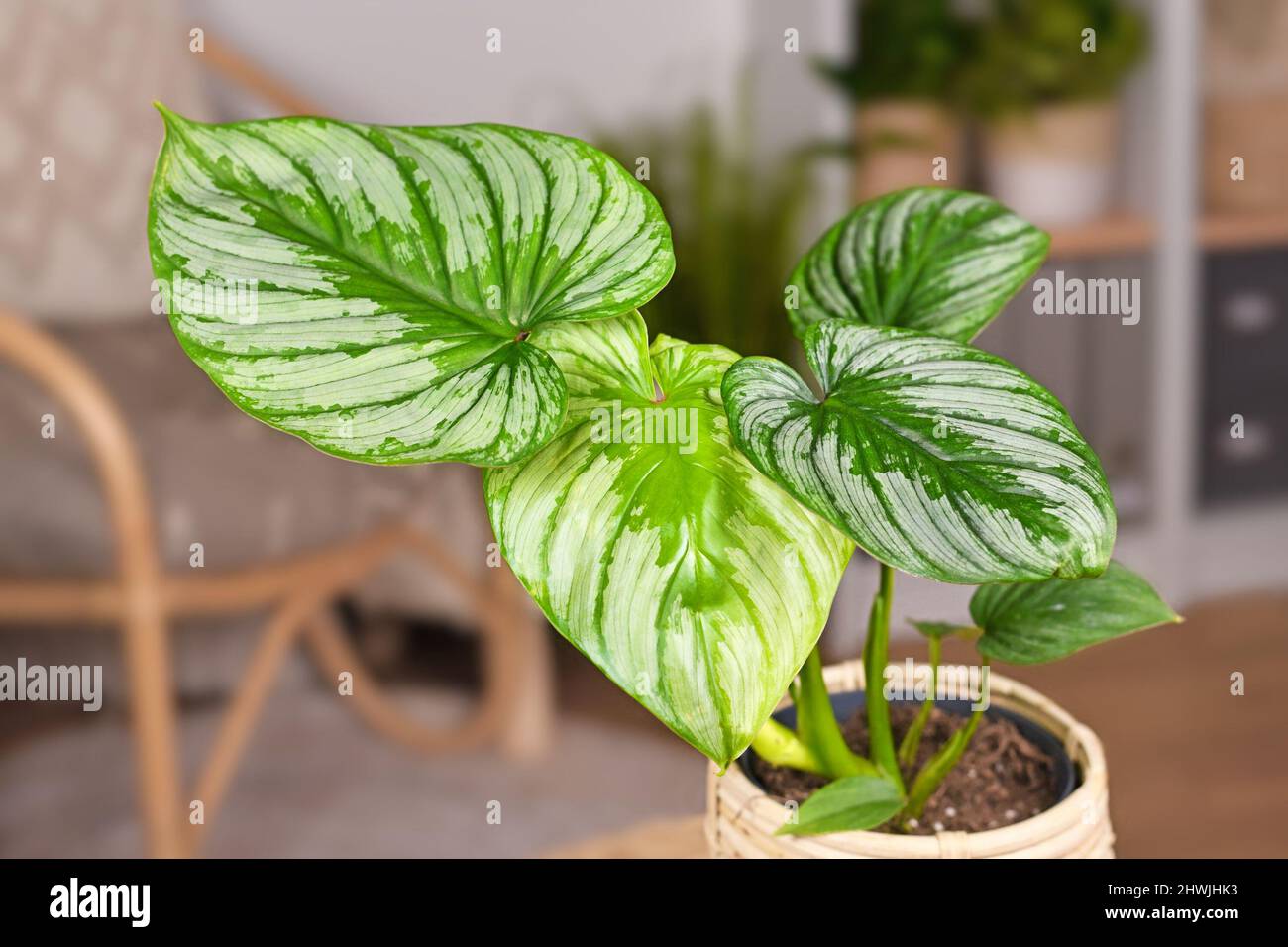Leaves of tropical 'Philodendron Mamei' houseplant with silver pattern  Stock Photo - Alamy