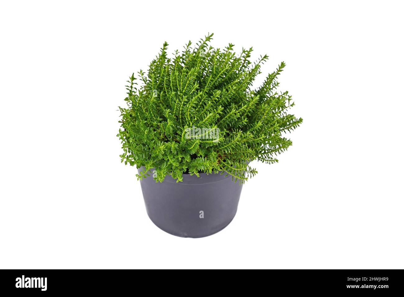 Small 'Hebe Armstrongii' hybrid plant in flower pot on white background Stock Photo
