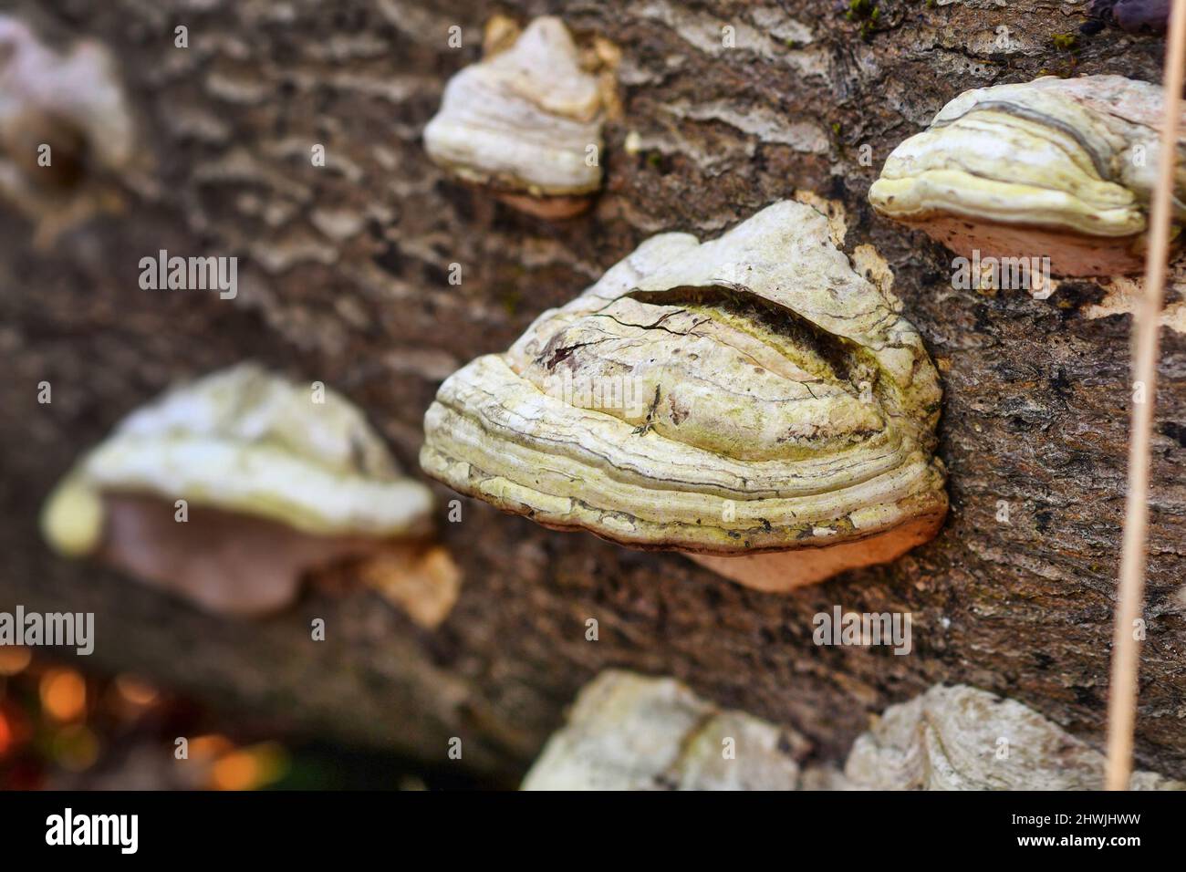Tinder fungus 'Fomes fomentarius' growing on dead tree Stock Photo