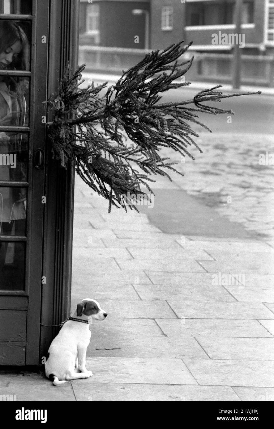 Animal, Cute: Puppy Dog outside Telephone Box. December 1972 72-11831-001 Stock Photo