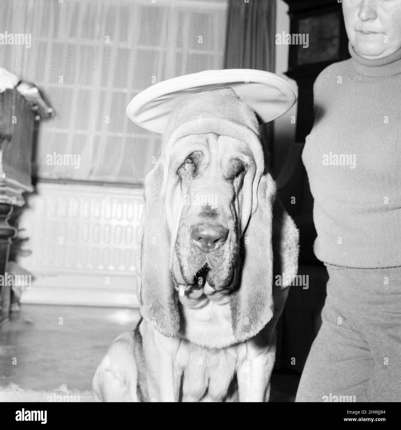 Bloodhound Dog. December 1972 72-11445-003 Stock Photo