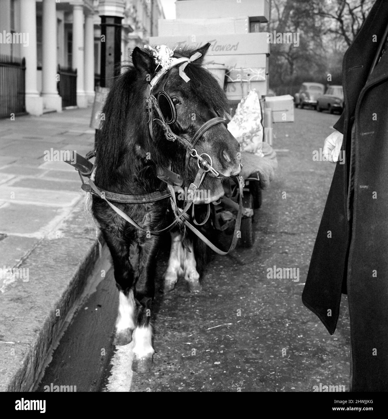 William Packman and Pony 'Twinkletoes'. William Packman, street flower trader of Tooting, out with 3-year-old Shetland pony 'Twinkletoes', in the Pimlico area. December 1972 72-11761-002 Stock Photo