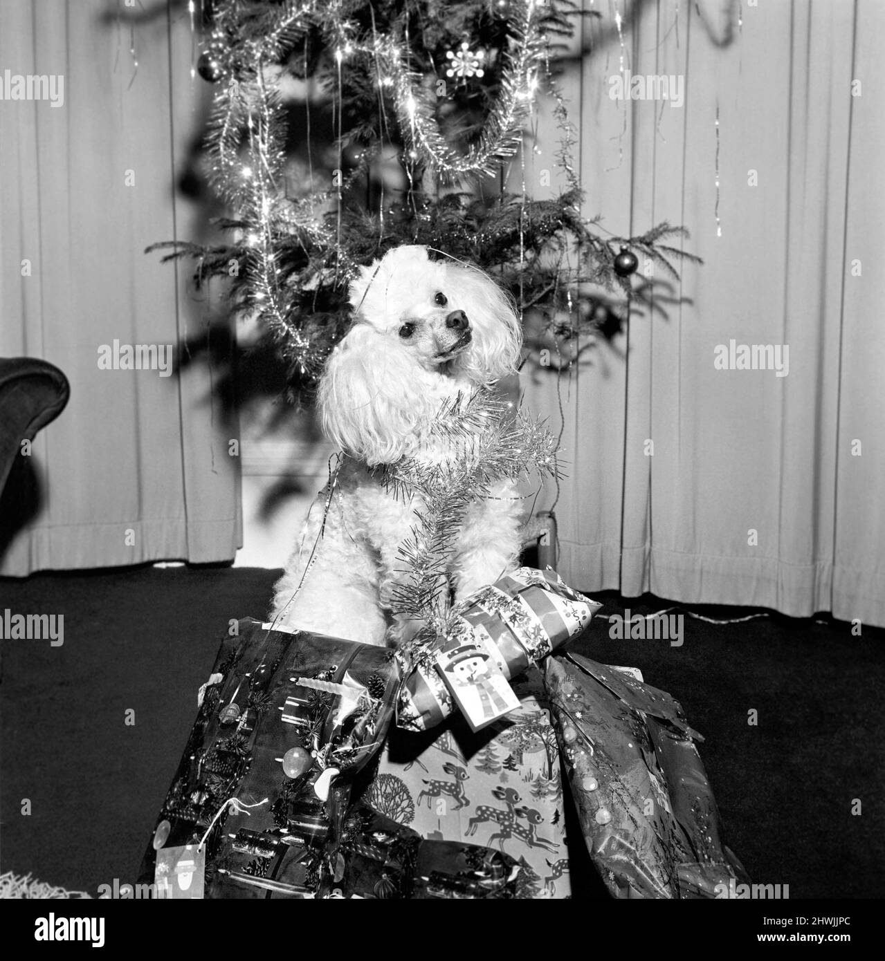 Cute: Dog: Christmas: Poppy the Poodle. Poppy the poodle has a most responsible job until Christmas morning. Sheês on patrol, guarding the presents under the Christmas Tree! ! December 1972 72-11814 Stock Photo