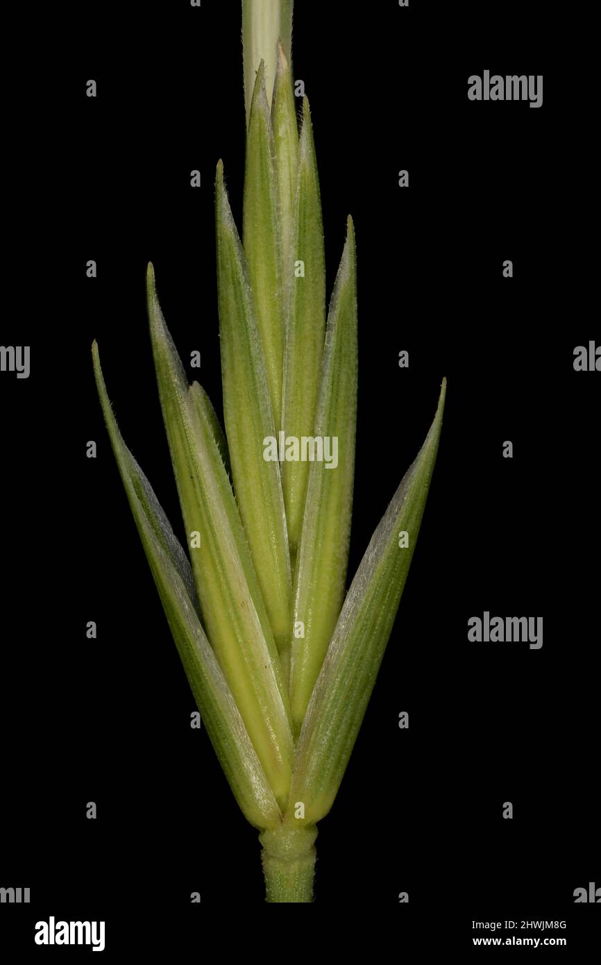 Common Couch (Elymus repens subsp. repens var. repens). Isolated Spikelet Closeup Stock Photo