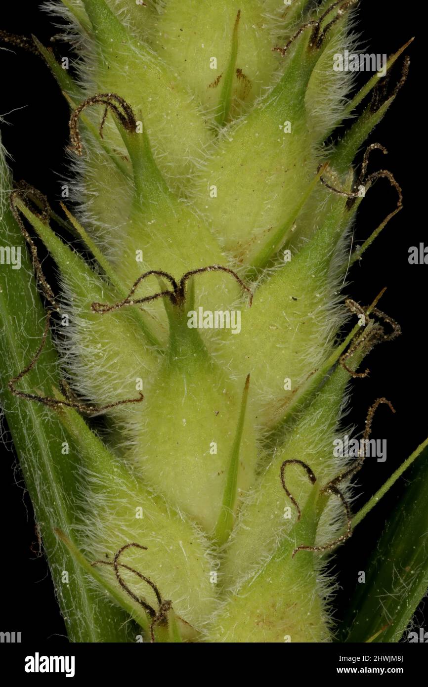 Hairy Sedge (Carex hirta). Female Spike Detail Closeup Stock Photo