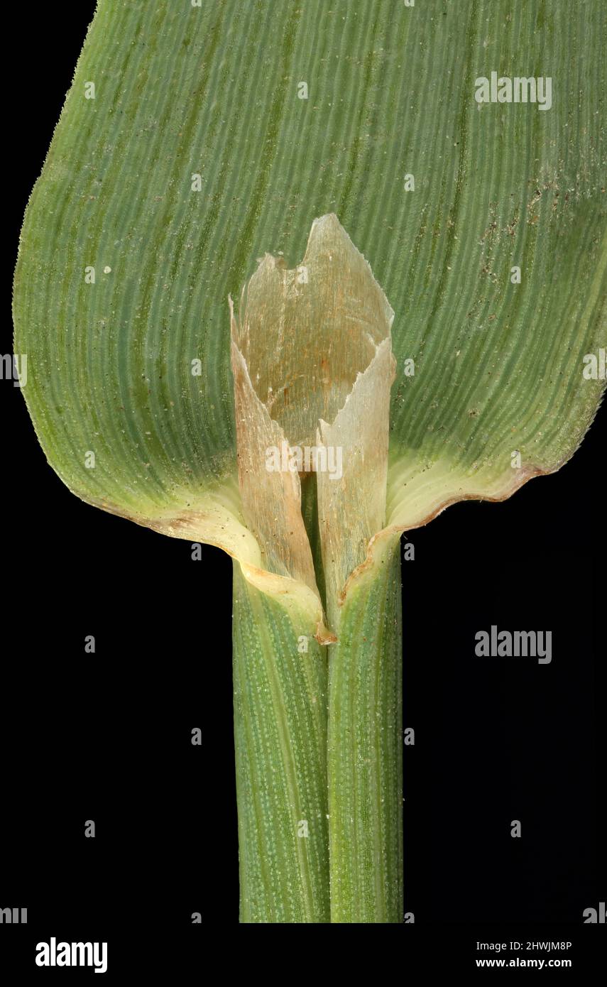 Timothy (Phleum pratense). Ligule and Leaf Sheath Closeup Stock Photo