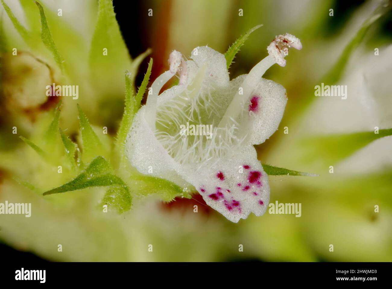 Gypsywort (Lycopus europaeus). Flower Closeup Stock Photo
