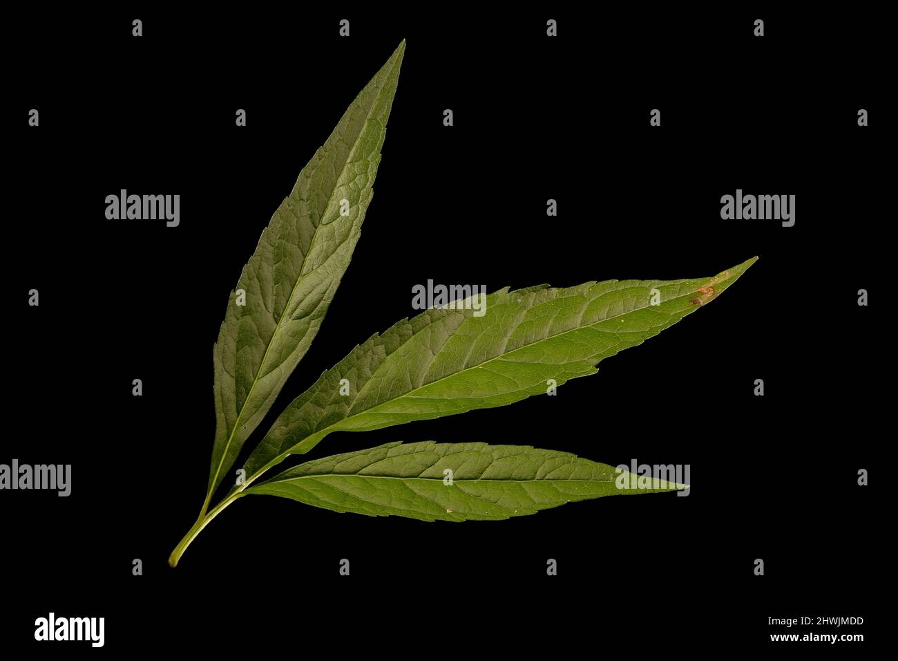 Hemp Agrimony (Eupatorium cannabinum). Leaf Closeup Stock Photo