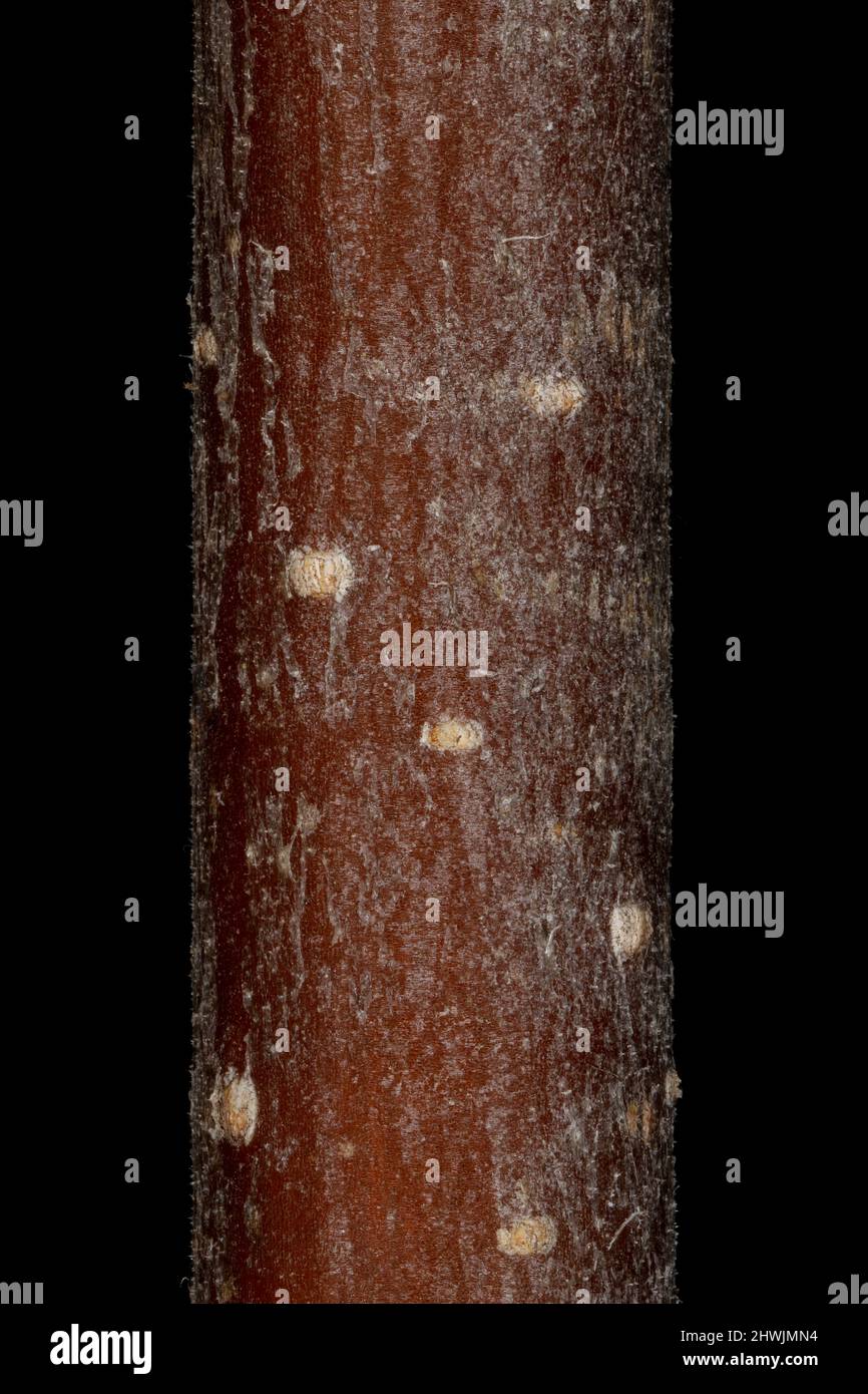 White Elm (Ulmus laevis). Wintering Twig Detail Closeup Stock Photo
