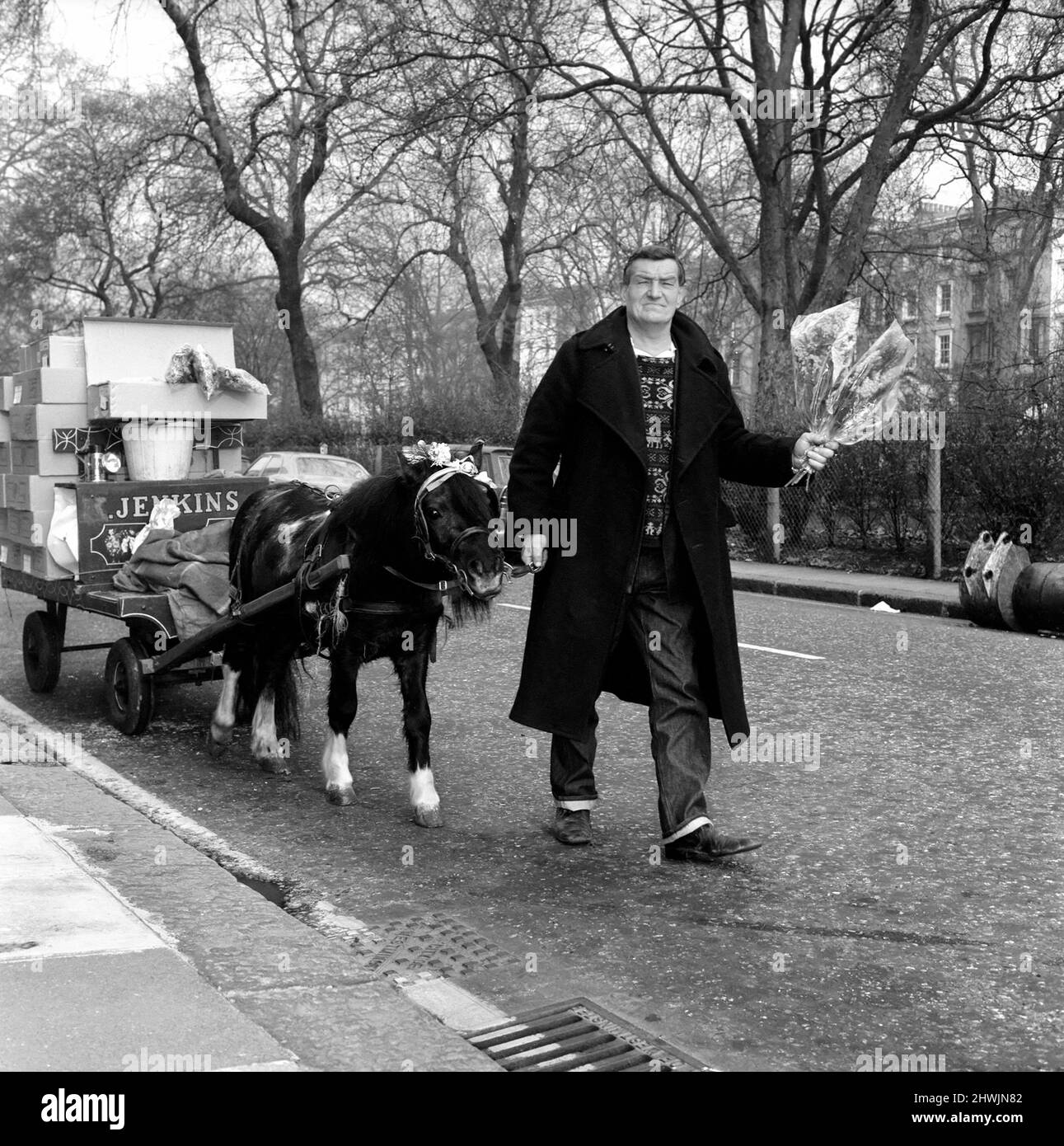 William Packman and Pony 'Twinkletoes'. William Packman, street flower trader of Tooting, out with 3-year-old Shetland pony 'Twinkletoes', in the Pimlico area. December 1972 72-11761-001 Stock Photo