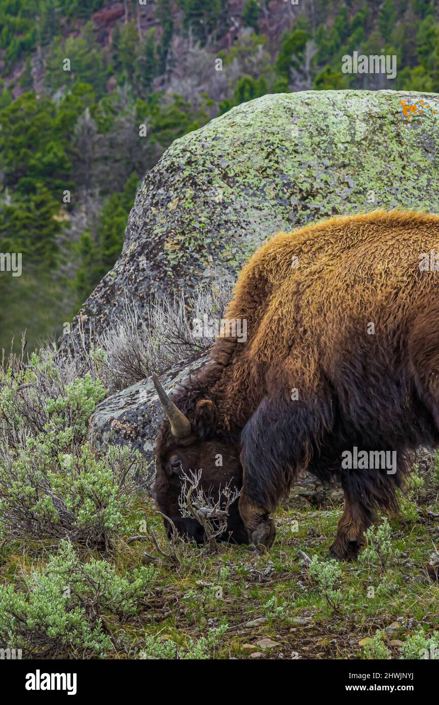 American rock icon hi-res stock photography and images - Alamy