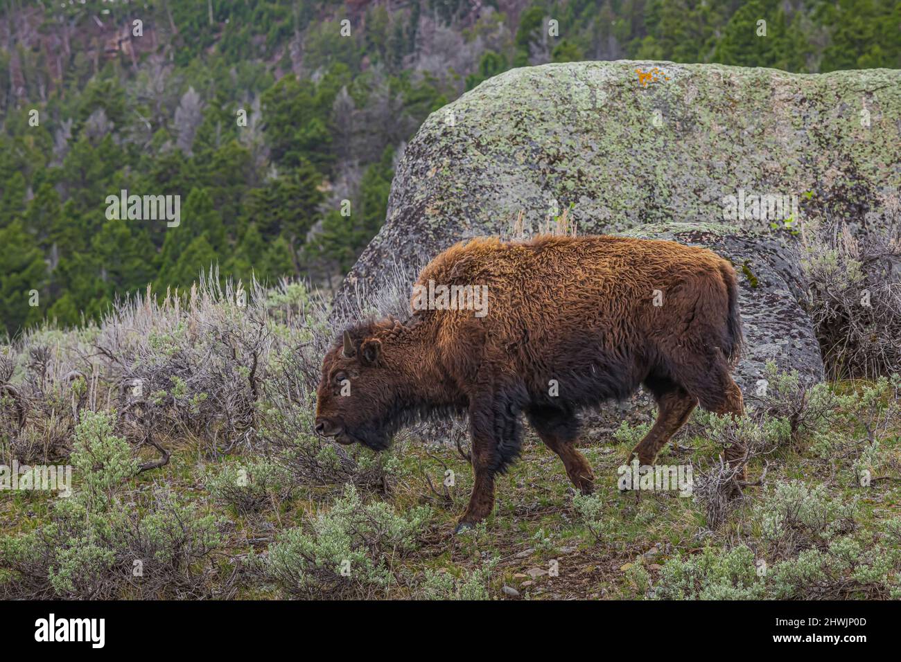 Bison herd lamar valley bison hi-res stock photography and images - Alamy