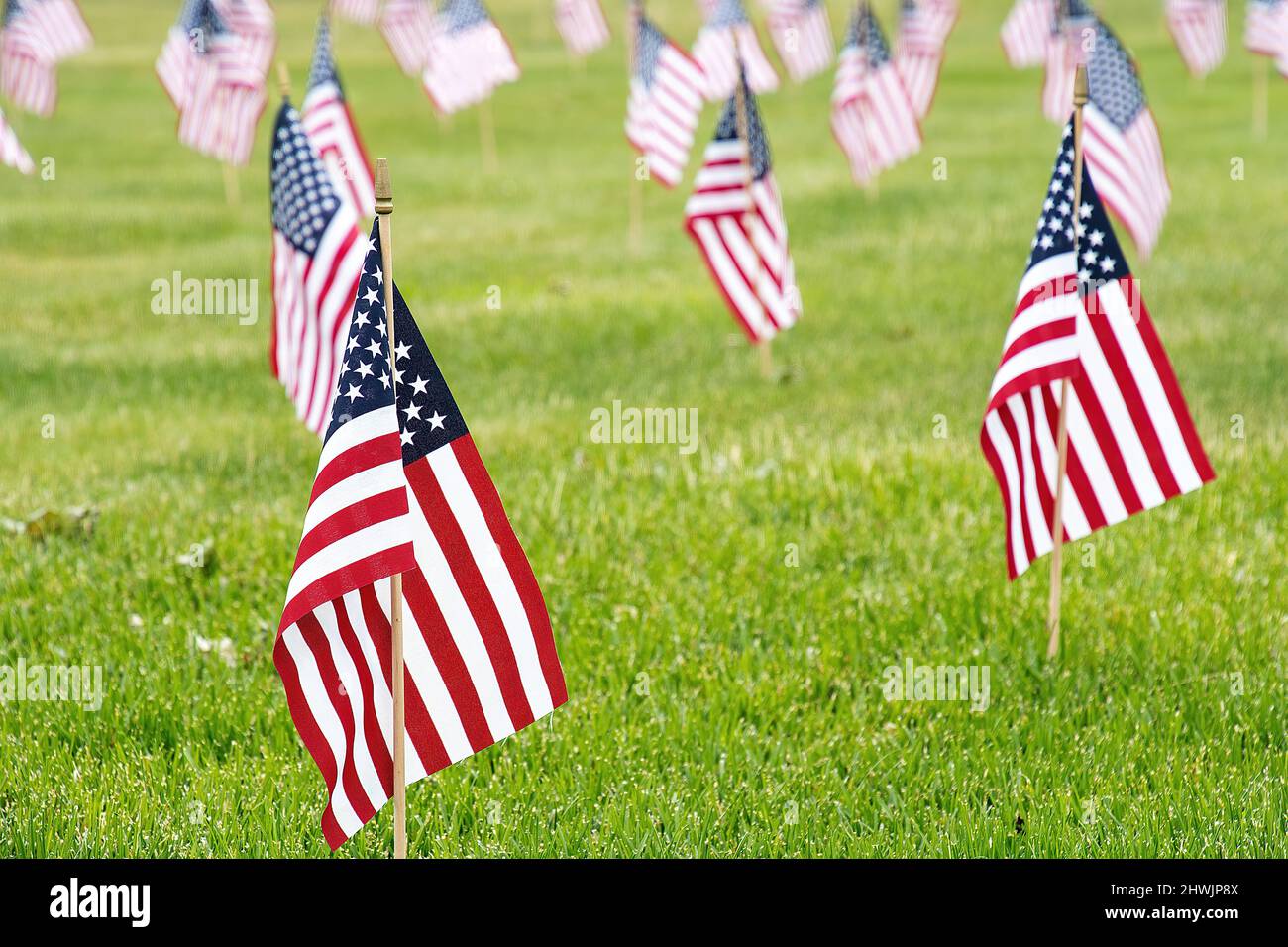 Close up of small American flags stuck in green grass Stock Photo