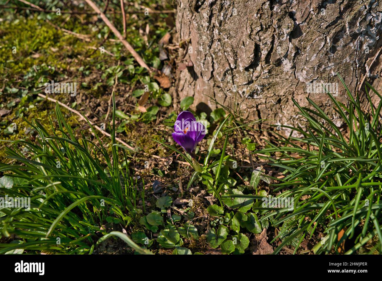 beautiful purple crocuses in the sun in early spring Stock Photo
