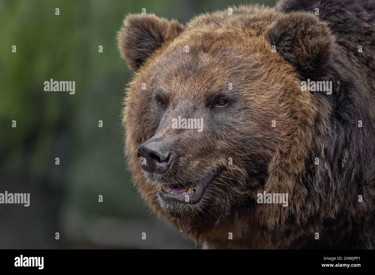 Kamchatka brown bear Stock Photo