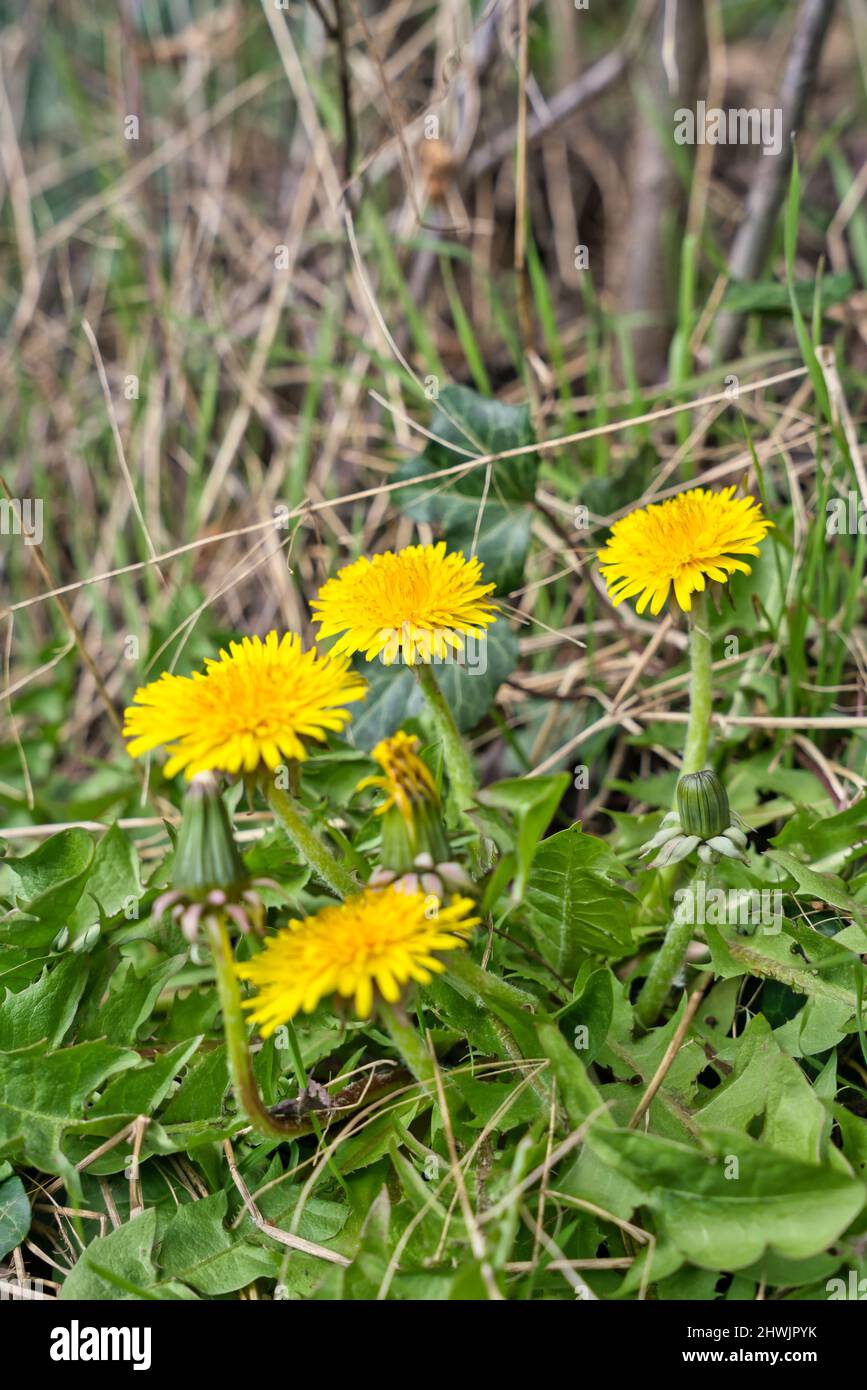 flowering yellow dandelion plants in spring time Stock Photo