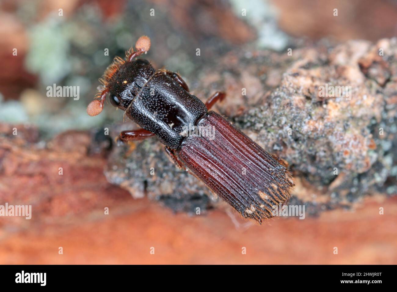 Platypus cylindrus, commonly known as the oak pinhole borer, is a species of ambrosia beetle in the weevil family Curculionidae formerly Platypodidae. Stock Photo