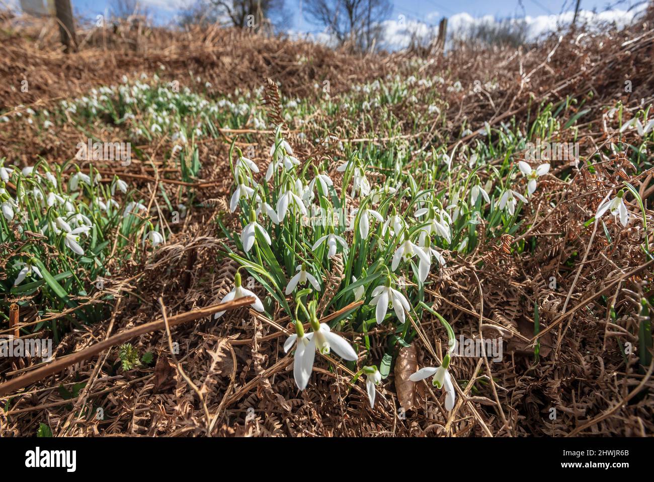 A patch of snowdrops welcome the spring sunshine. Stock Photo