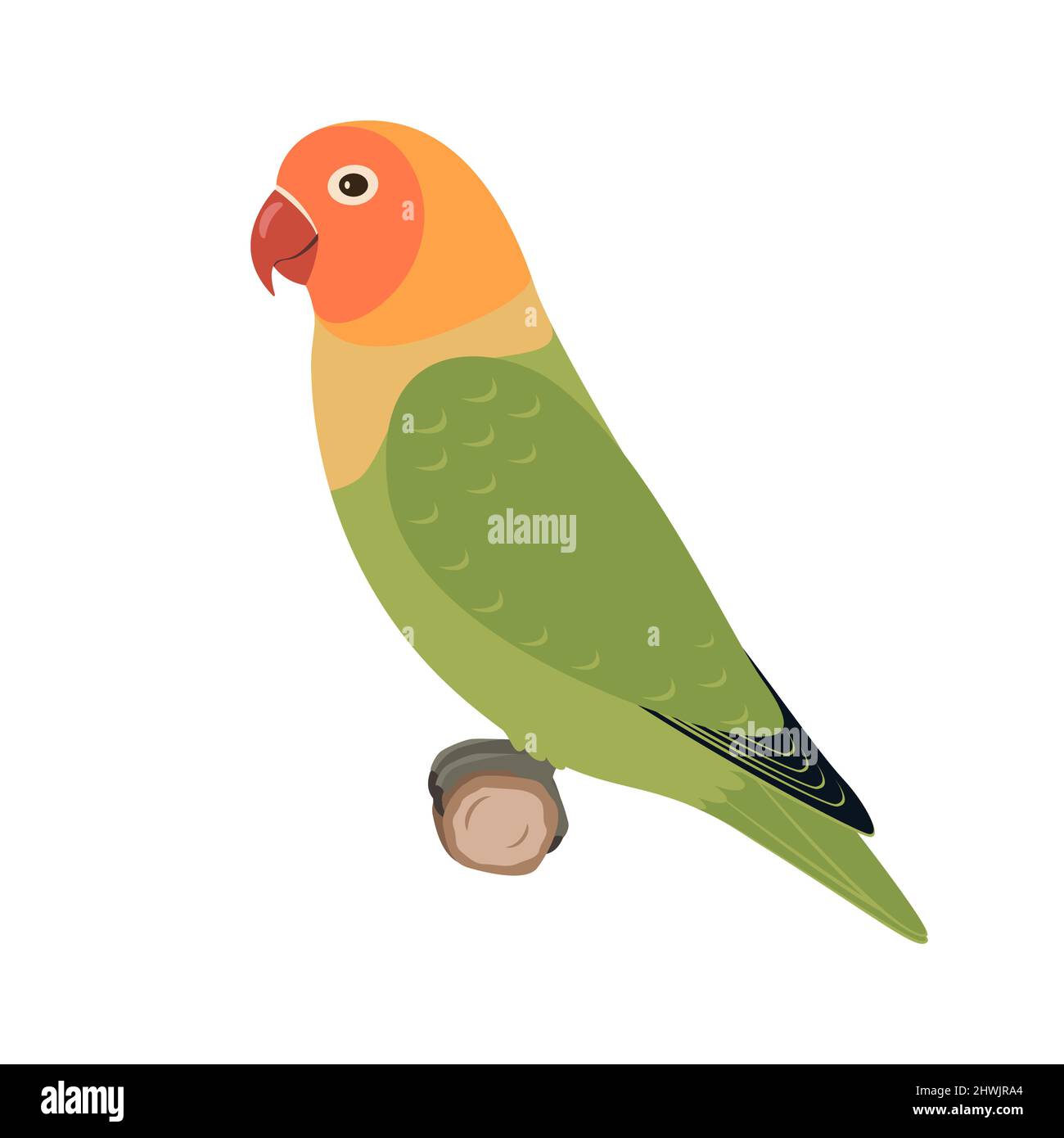 Lovebird parrot sitting on a branch. Vector illustration of multicolored lovebird parrot sitting on a branch isolated on a white background. Side view Stock Vector