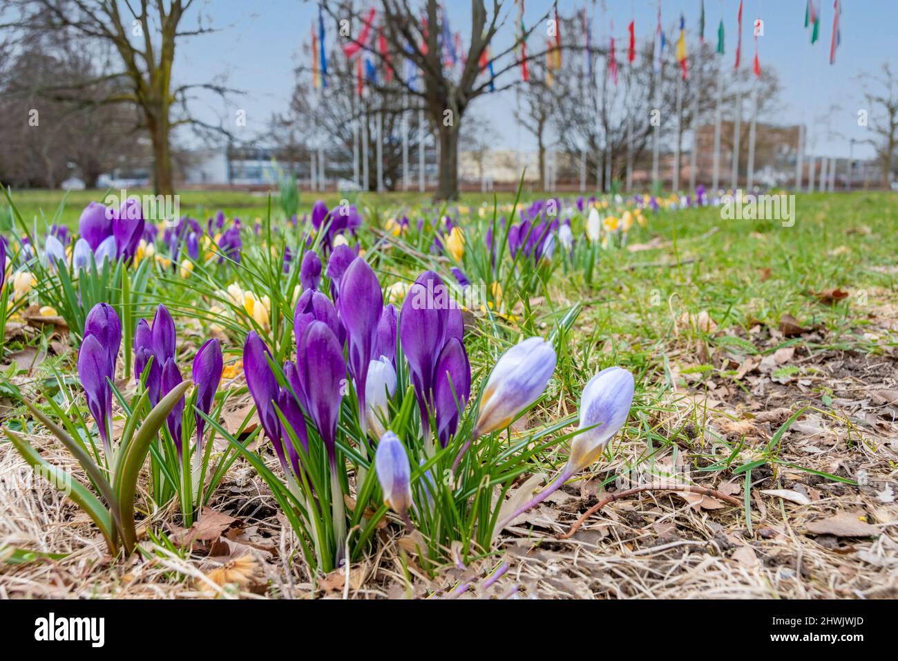 Der Europaplatz in Braunschweig gestaltet sich im Frühling mit den bunten Krokussen besonders schön Stock Photo