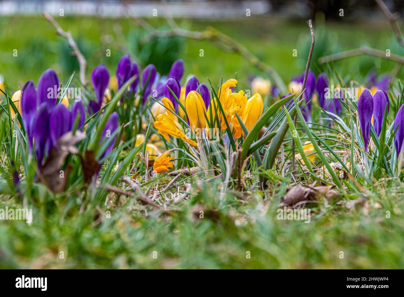 Krokusse kündigen den nahenden Frühling an, in kräftigen Farben blühen sie auf der Wiese Stock Photo