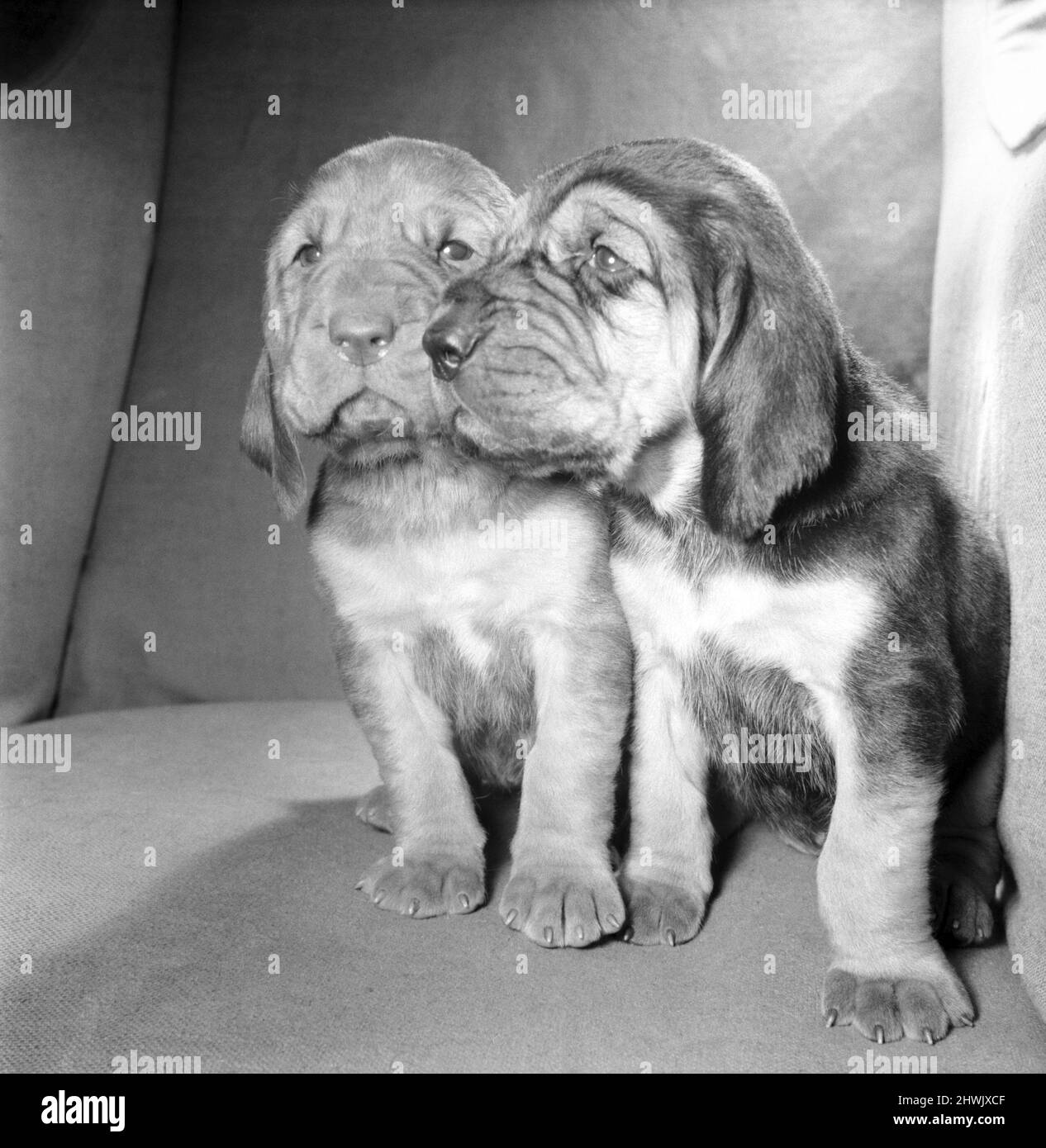 Bloodhound puppies. December 1972 72-11445 Stock Photo